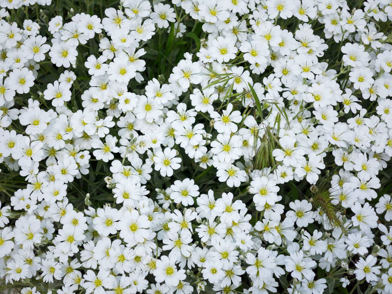 Little white flowers. Background authentic small flowers with ba - Tug Hill  Estate